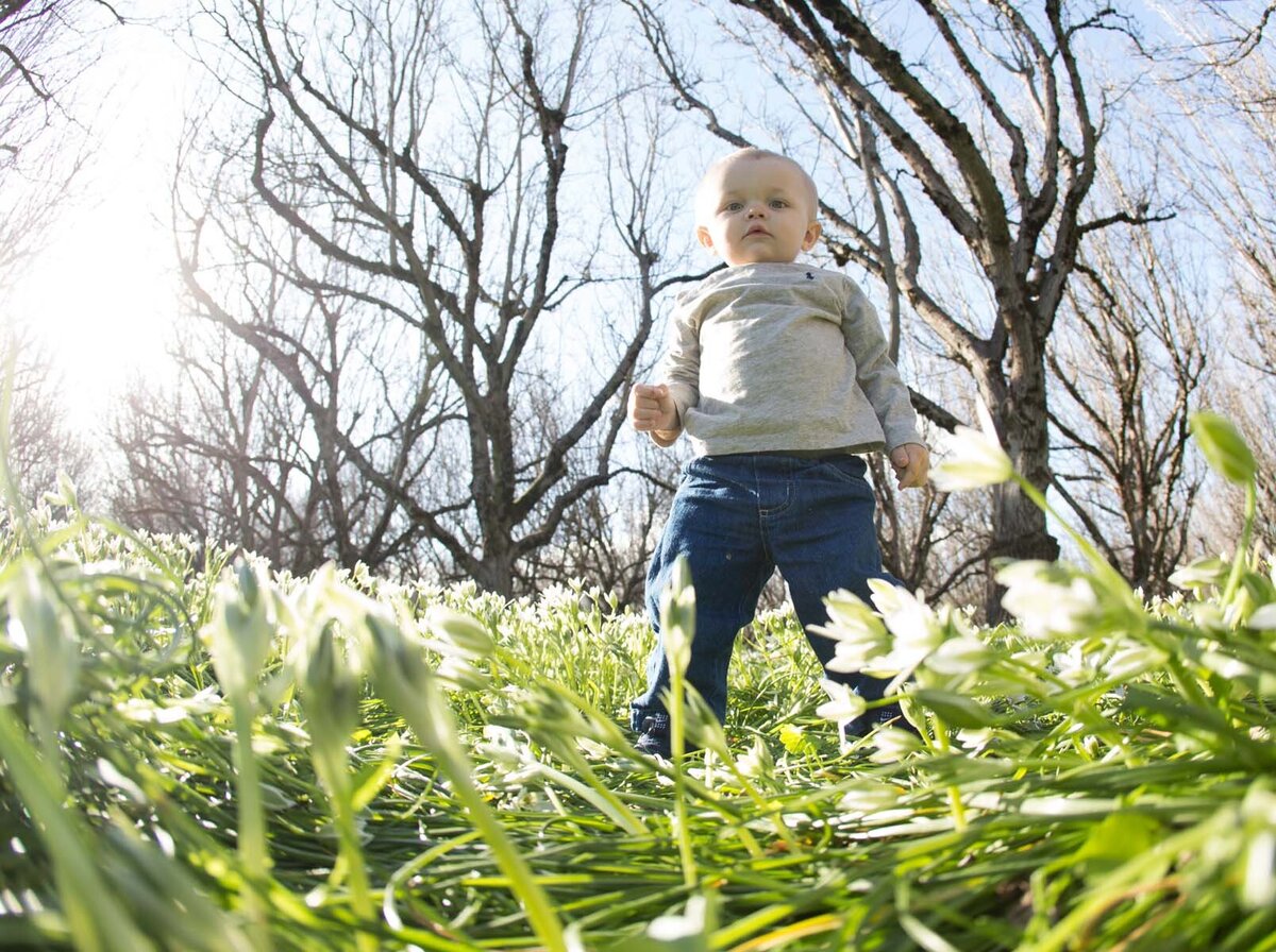 little boy in flower field