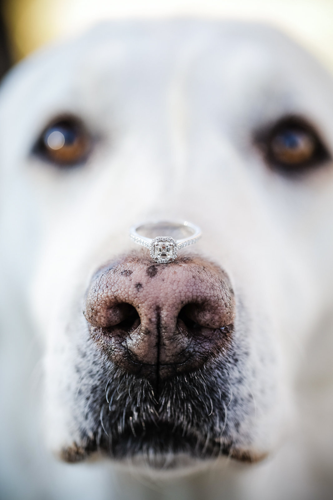 Dog with Engagement Ring