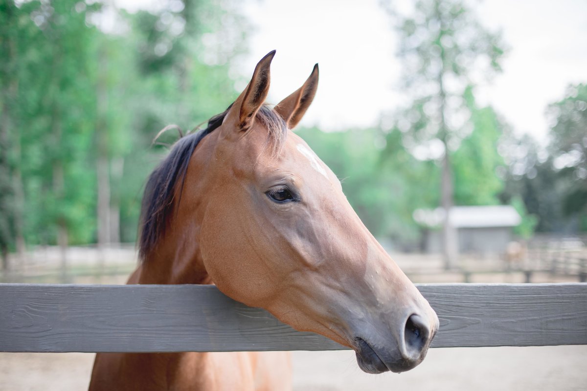 Windwood_Equestrian_horse_sales_breeding_sporthorse_alabama_stallion_jumper_dressage275