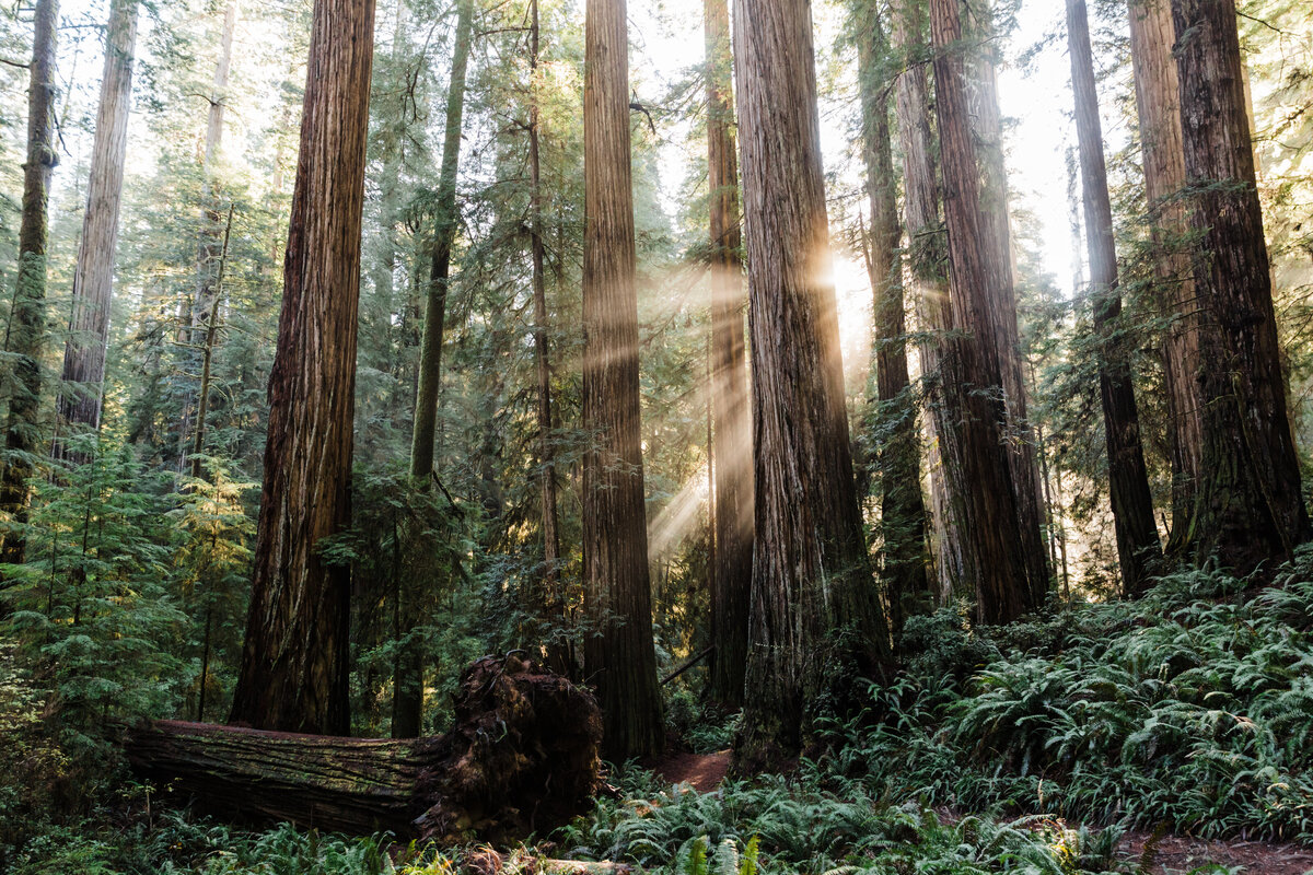 Majestic Redwood Trees with the sun shining through to the fern covered forest floor at Jedediah Smith State Park in California for a Redwood elopement. | Erica Swantek Photography