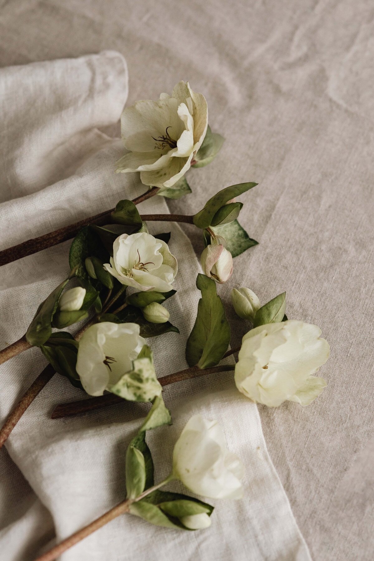 kaboompics_flowers-in-small-ceramic-vases-beige-neutral-aesthetics-30223
