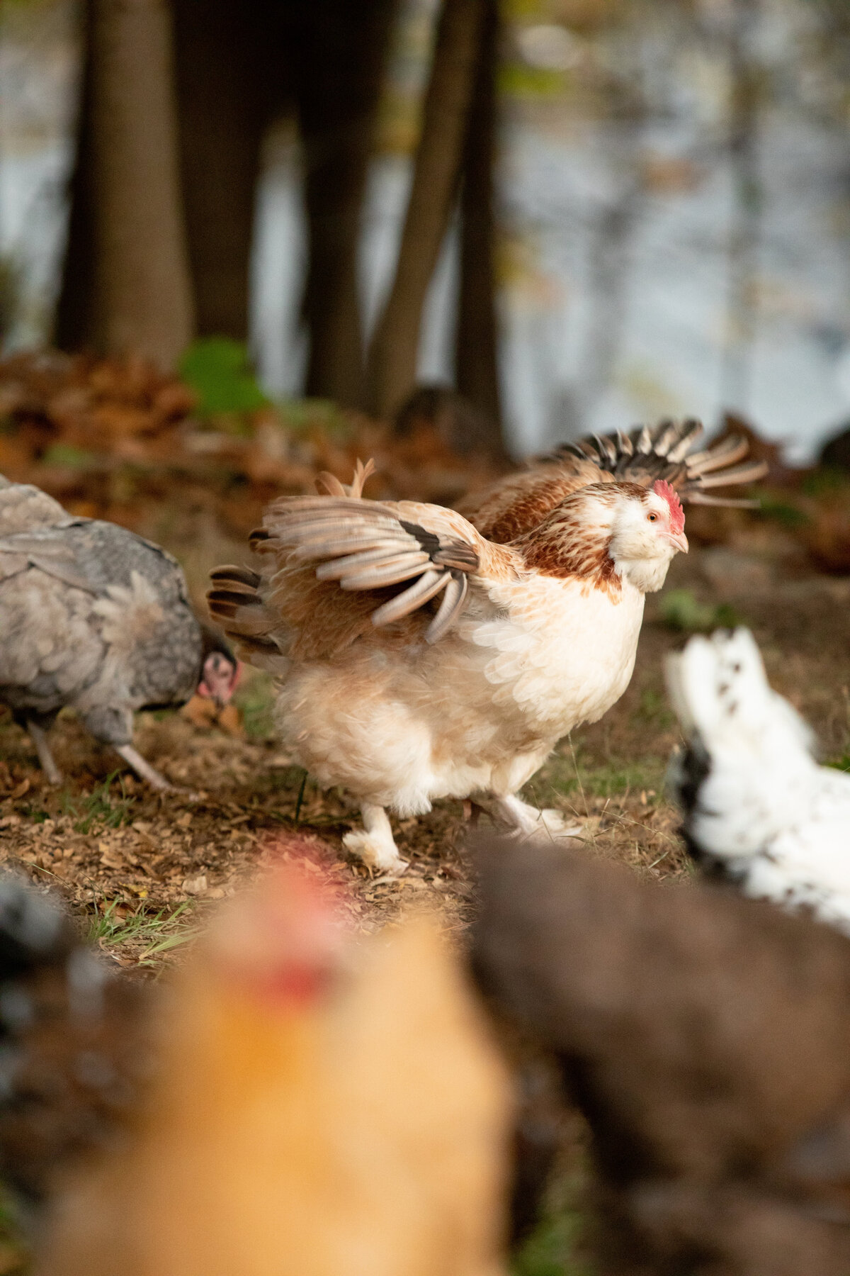 Rockland-County-Photographer-Chickens-6