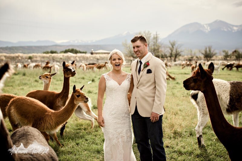 Everett Ranch Wedding Bride and Groom With Alpacas