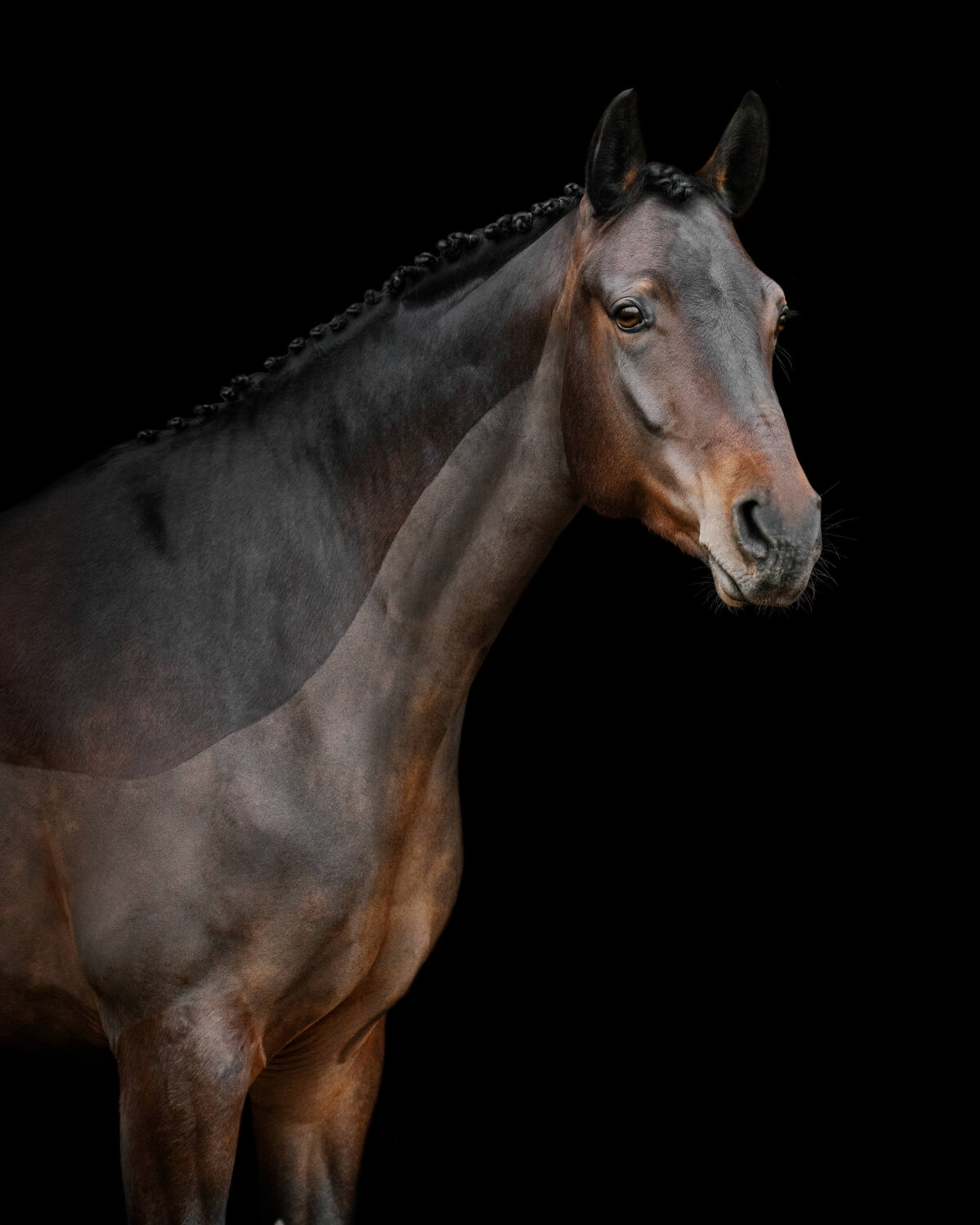 Bay Irish Sport Horse mare photographed against a black background.