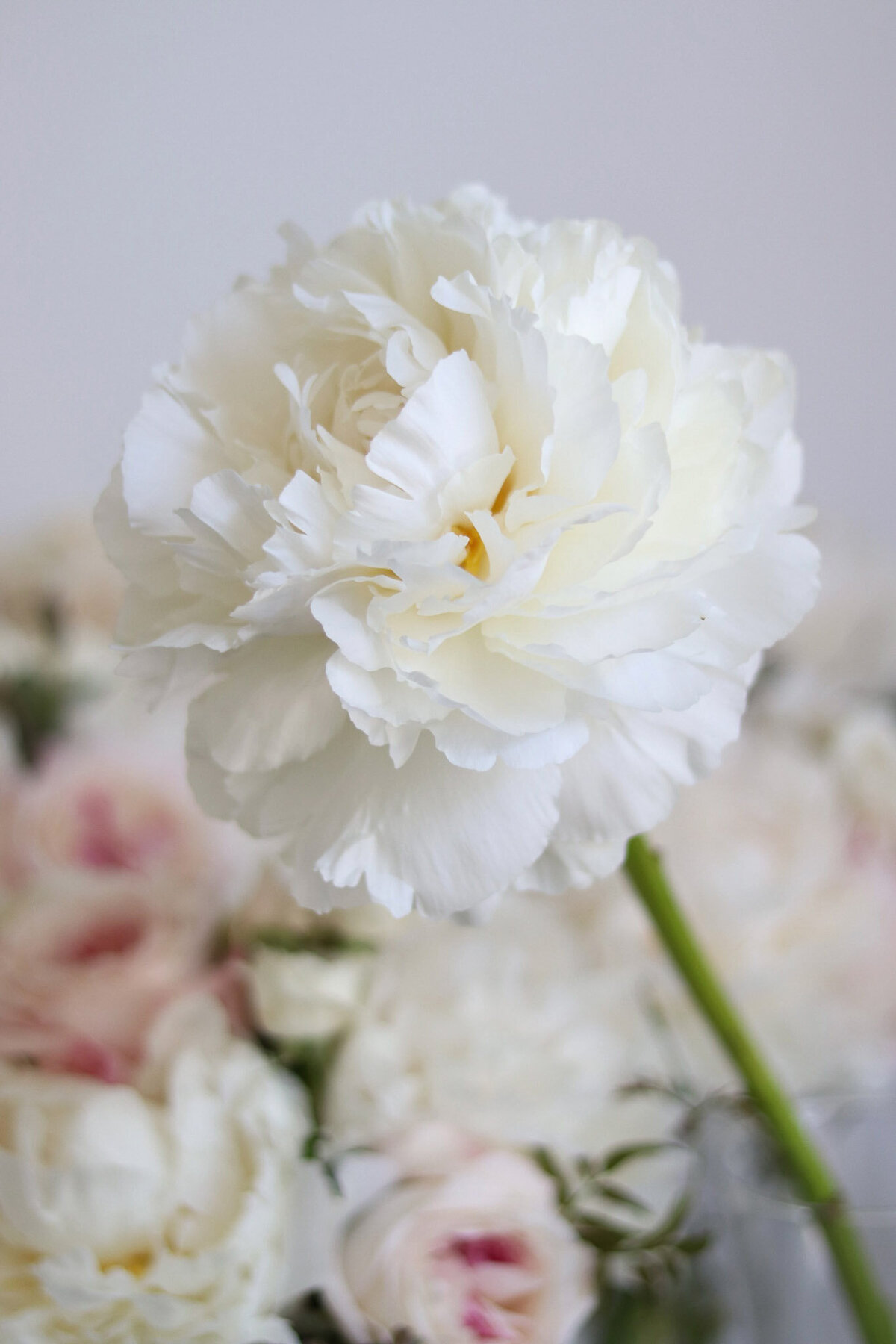 violet-arden-floral-bowl-of-cream-peony