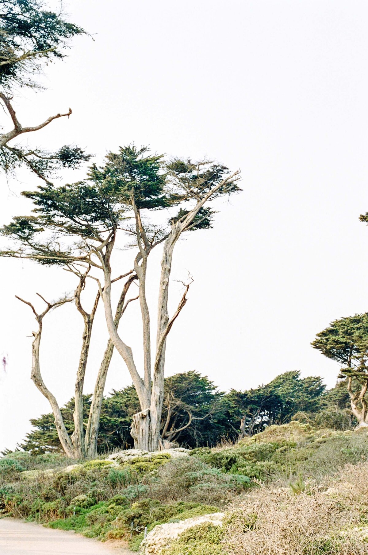 Cypress Land's End by Marissa Wu