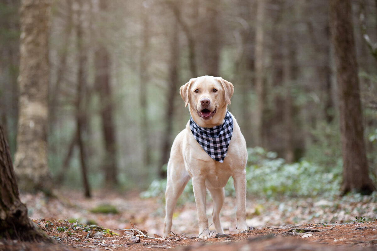 A dapper lab mix dog standing in a Worcester County woodland trail