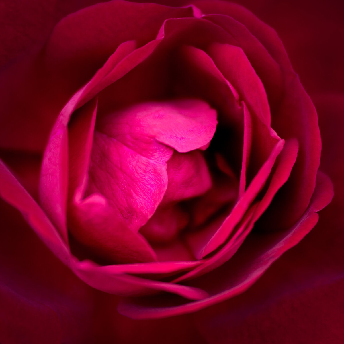 Macro photo of a red rose.