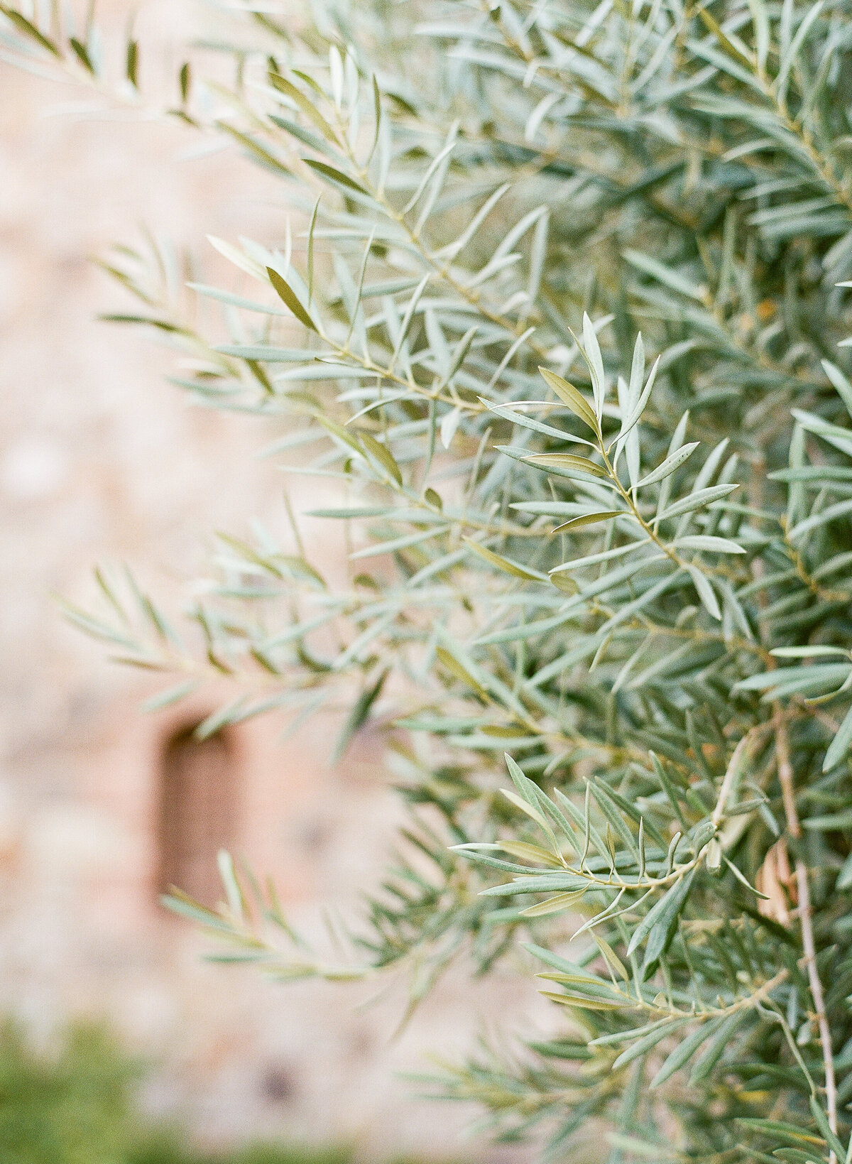 Castello Di Amorosa Engagement Photos-20