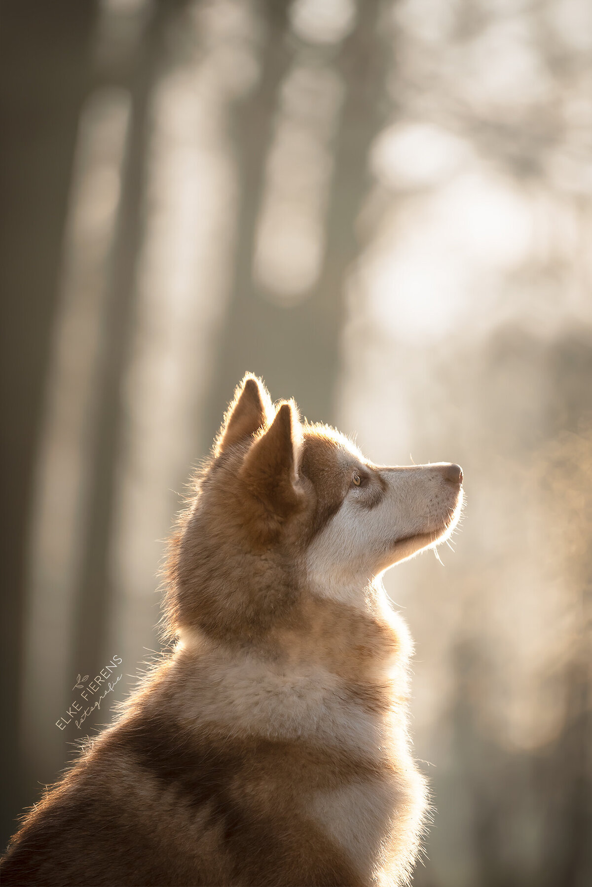 hondenfotografie - malamute