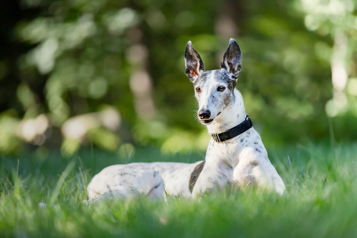 White senior Grey Hound laying in the grass with ears perked up