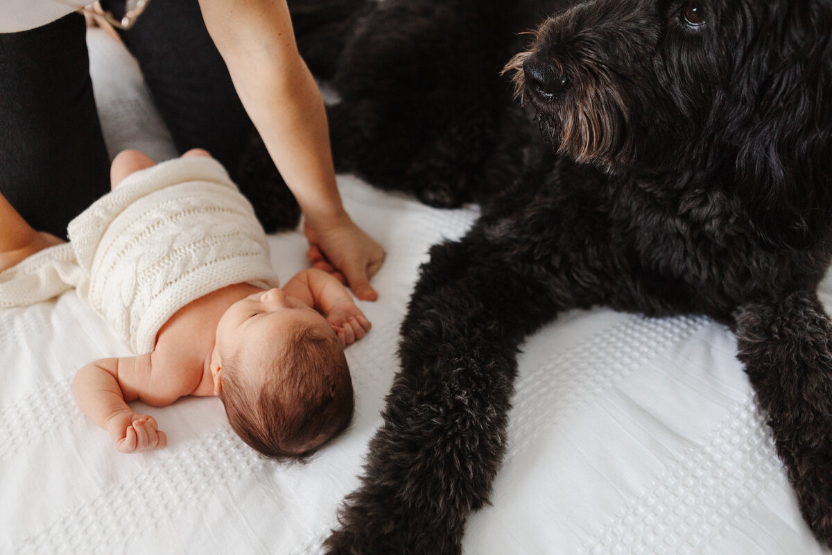 newborn baby and dog on bed