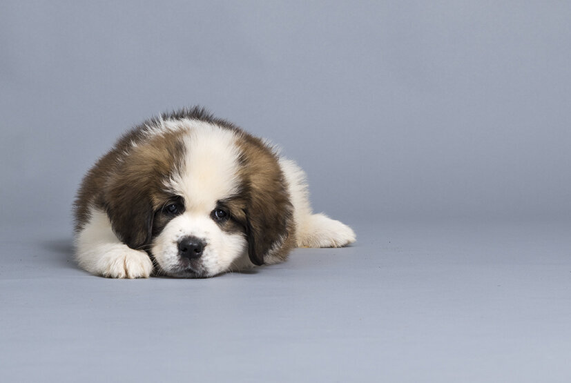 example-puppy-photo-pose