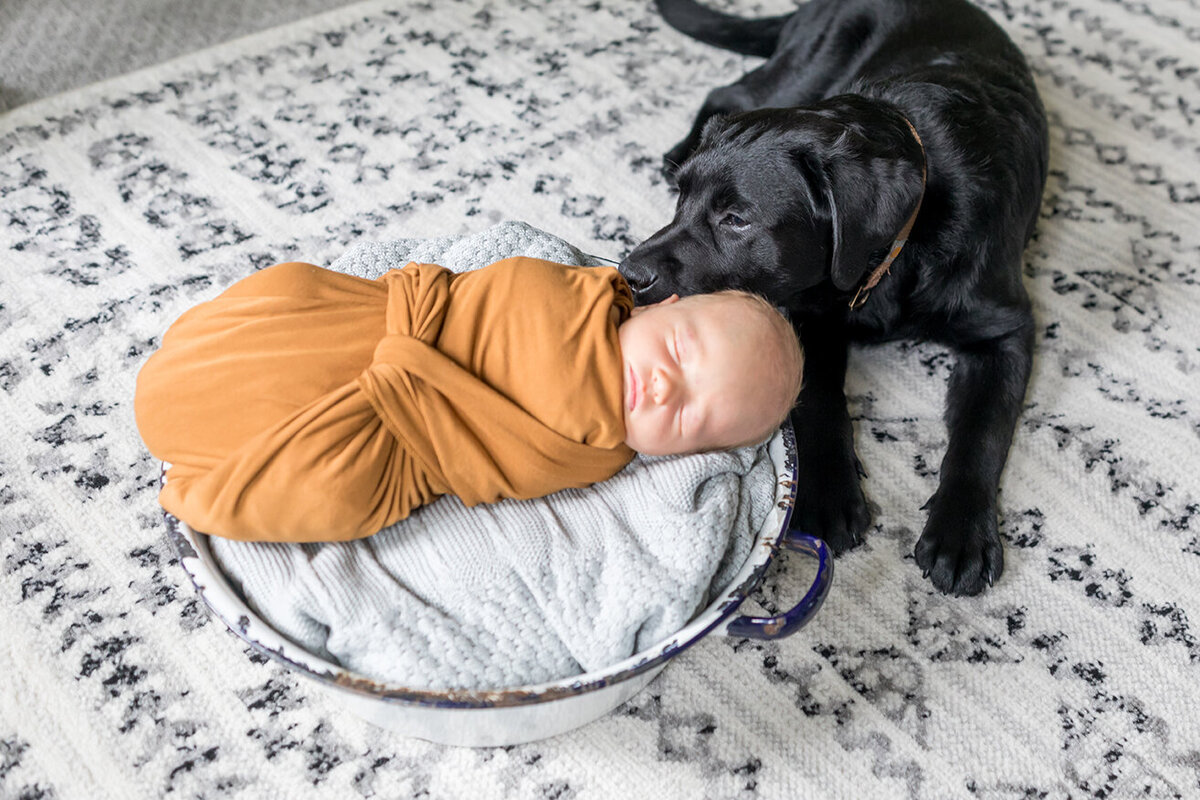 newborn at home session with dog
