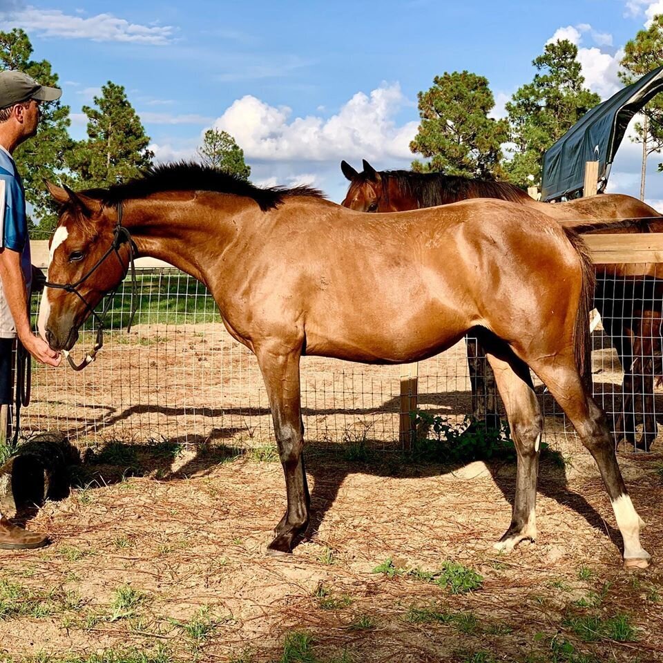 Bay Yearling Connemara Filly Conformation Photo