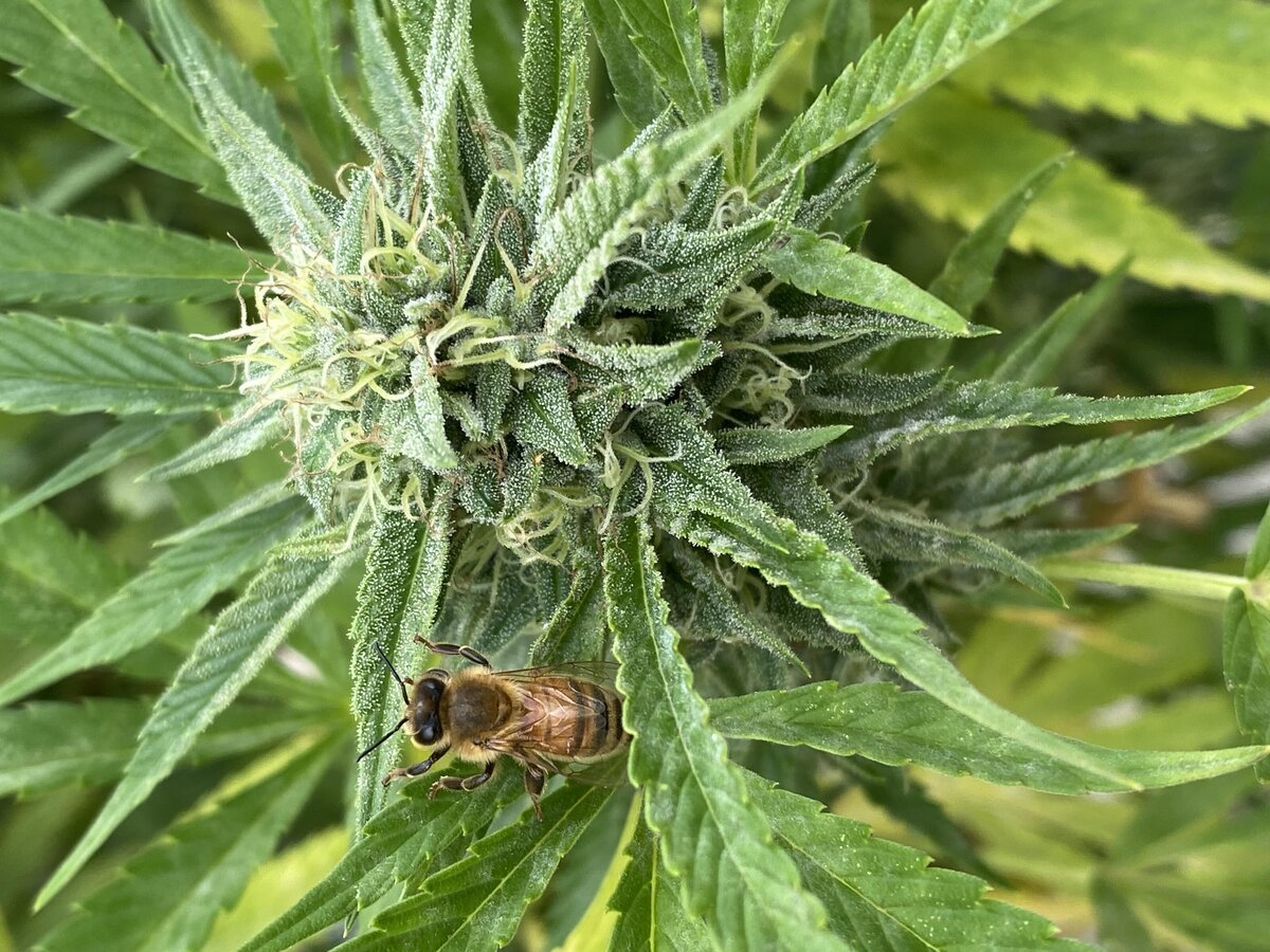 Sorbet Weed Plant Earth Keeper