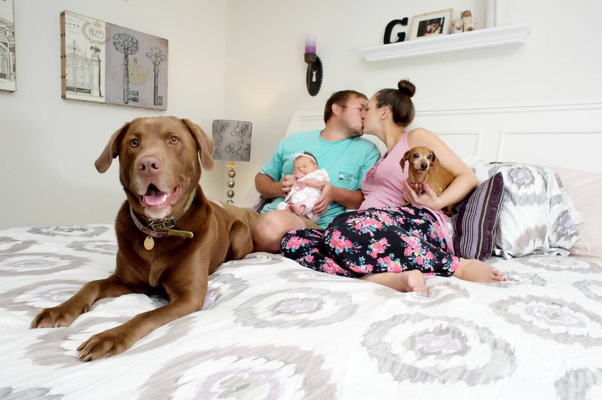 New mom and dad holding newborn baby girl on their white and grey bed in pink floral pajamas and 2 dogs on the bed.