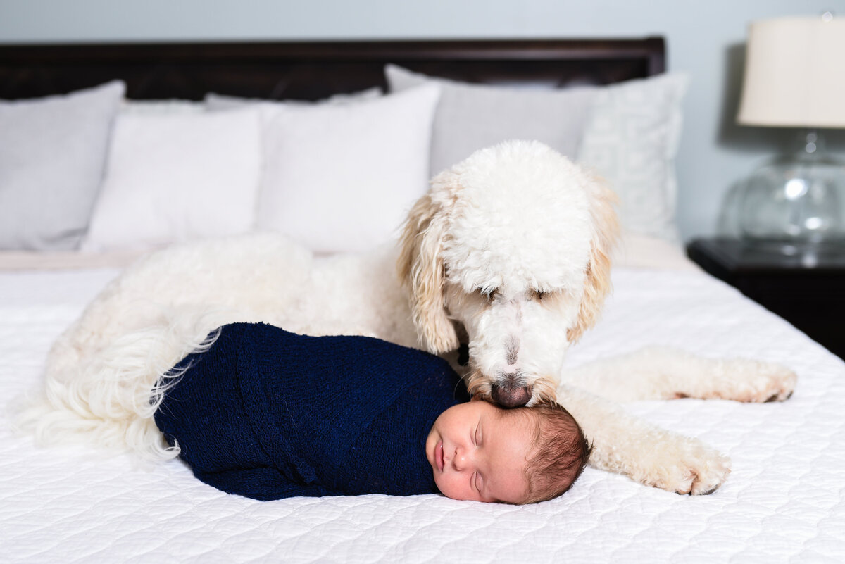Beautiful lifestyle newborn photography: newborn boy lays on his parents bed with the family dog watching over him in MS