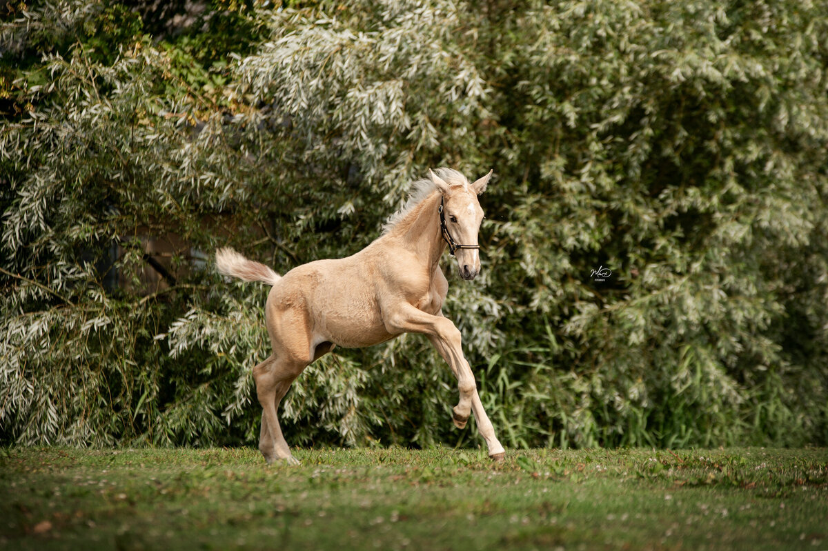 paardenfotograaf friesland (4)