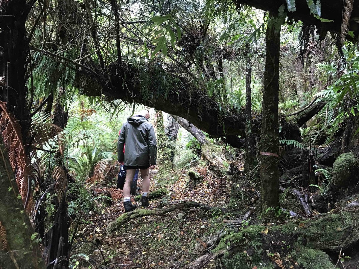 Hiking through the bush on Stewart Island, New Zealand