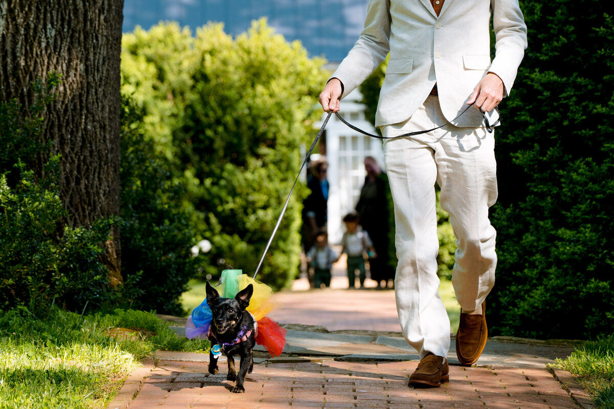 A person in a white suit walking a dog in a rainbow tutu.