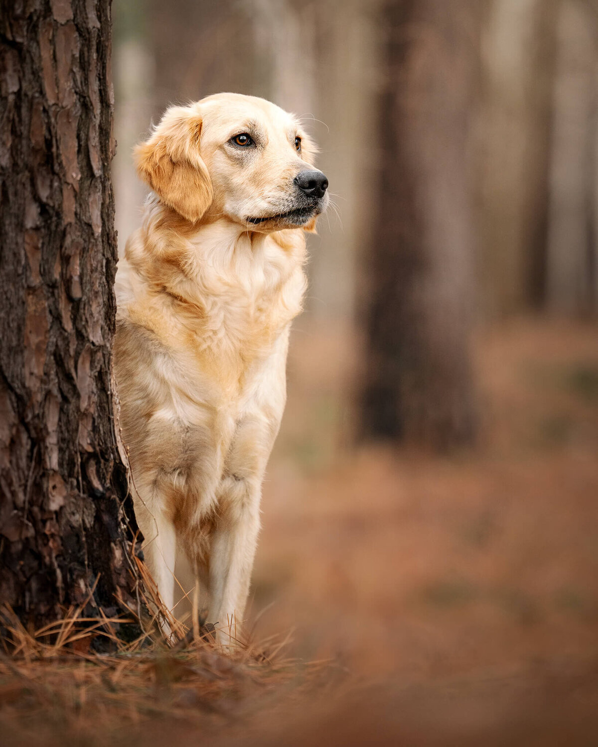 Golden Retriever dog peeking around a pine tree trunk. 