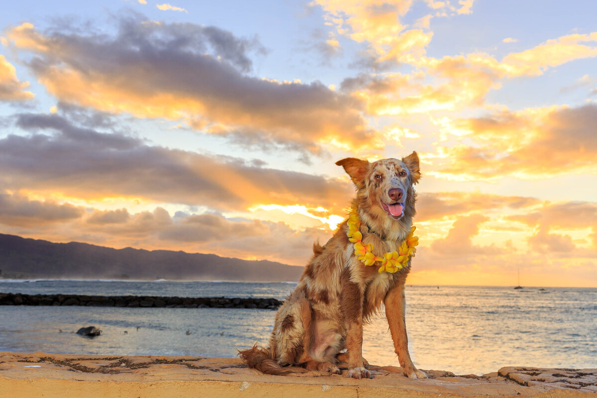 Keri-Nakahashi-Photography-Hawaii-Dog-Photographer-11