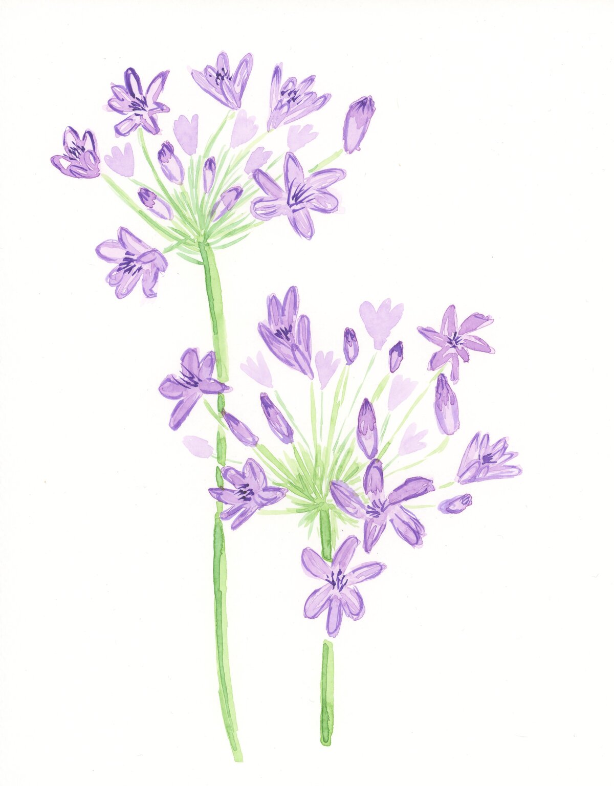 12-20-2022 agapanthus flower 