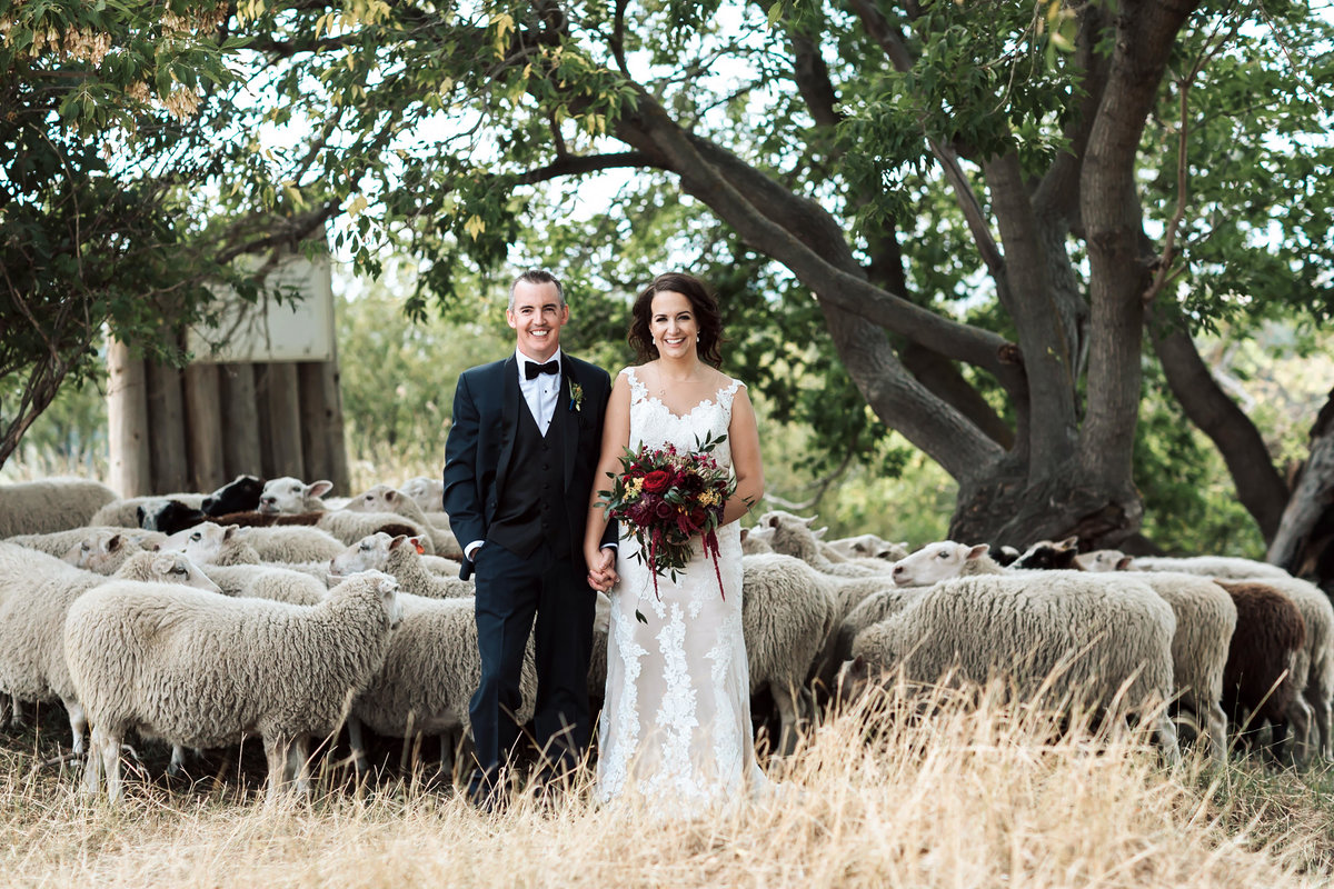 new zealand sheep intimate wedding traveling photographer
