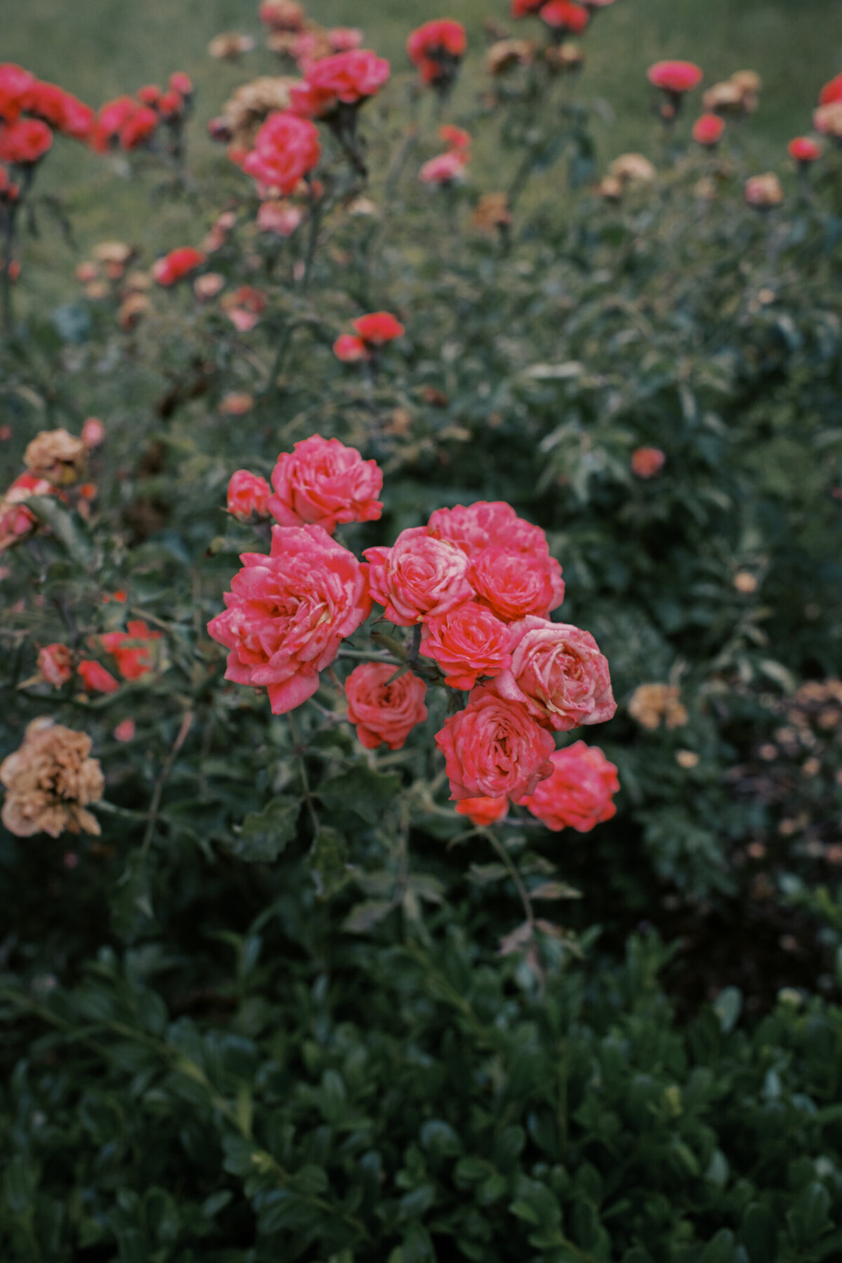 capemayphotographer-19