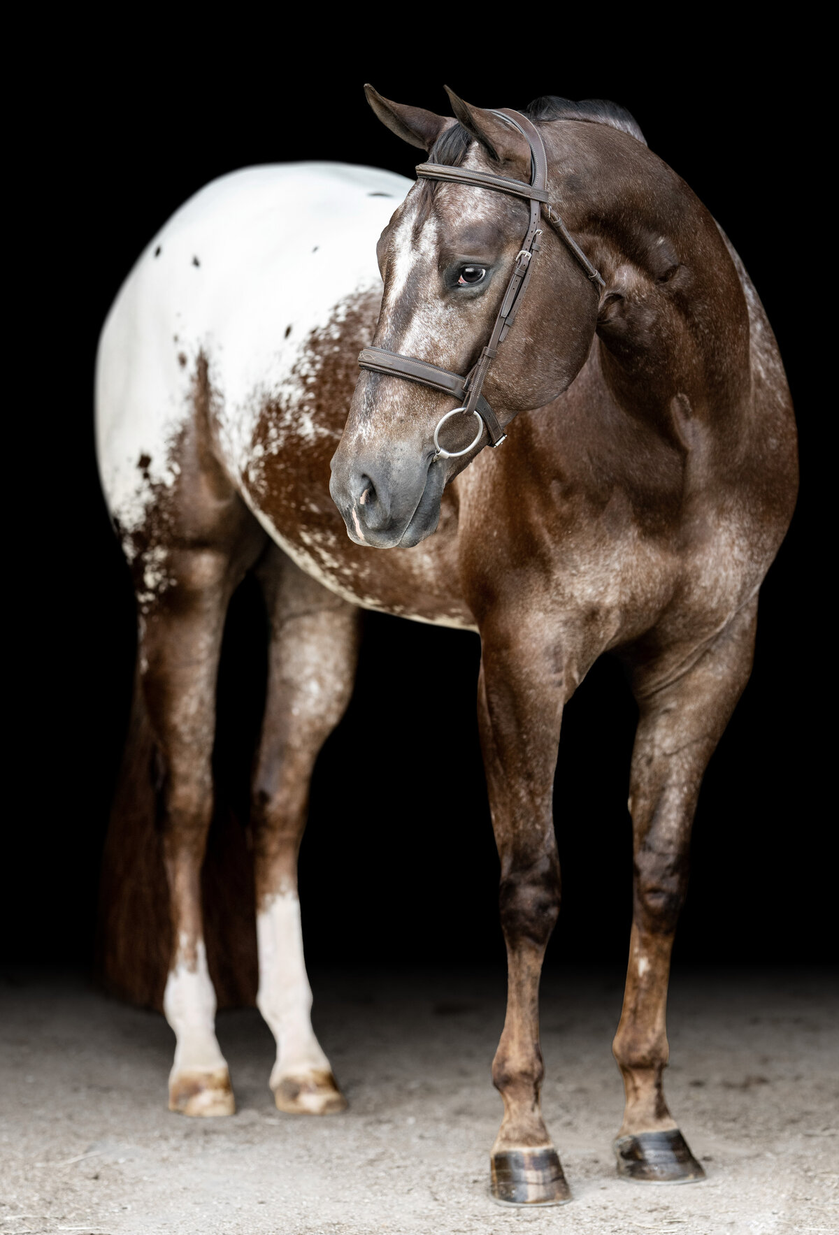 Fine art portrait of an Appaloosa horse on a black background in Tennessee, highlighting its unique spotted coat and proud stance in soft, dramatic lighting.