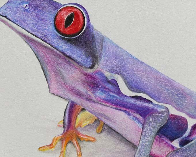 li'l frog buddy close up