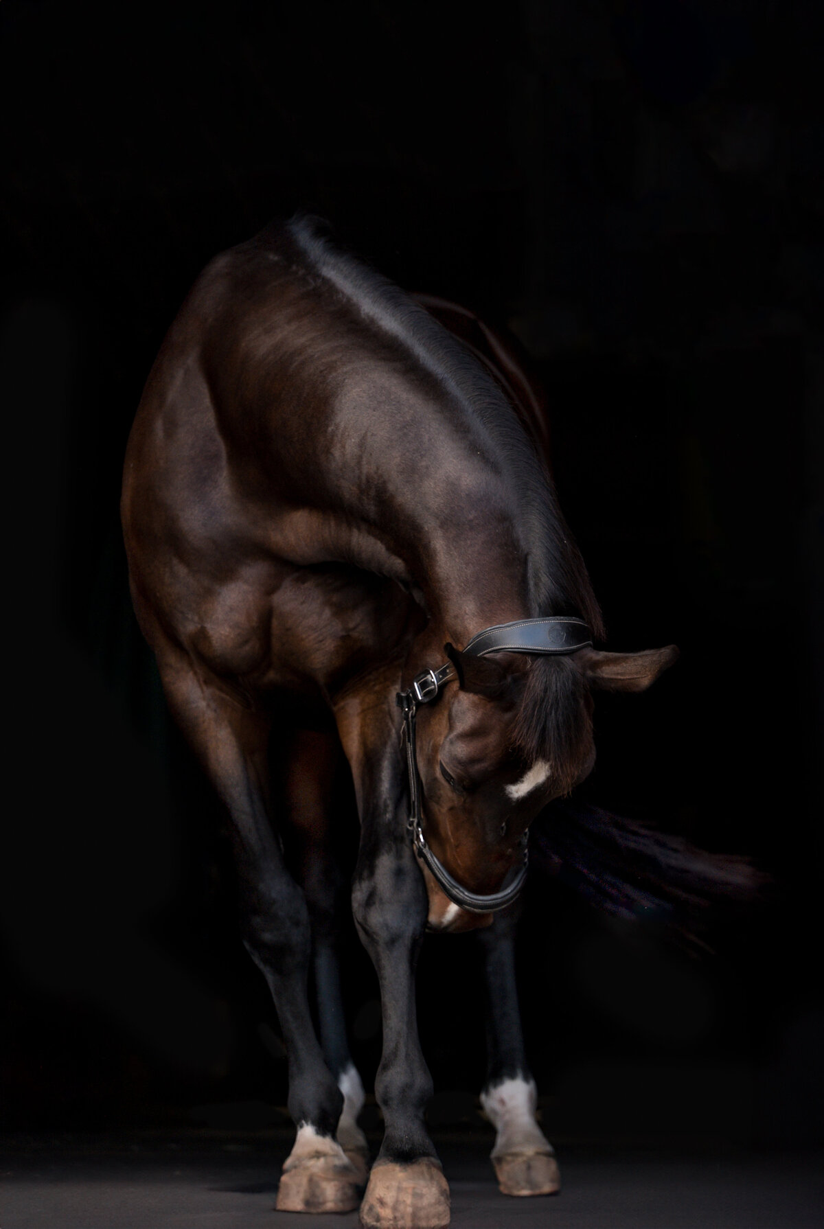 8-Clair's Horses | Oden & Janelle Photographers LLC 2023 | JJH_7259