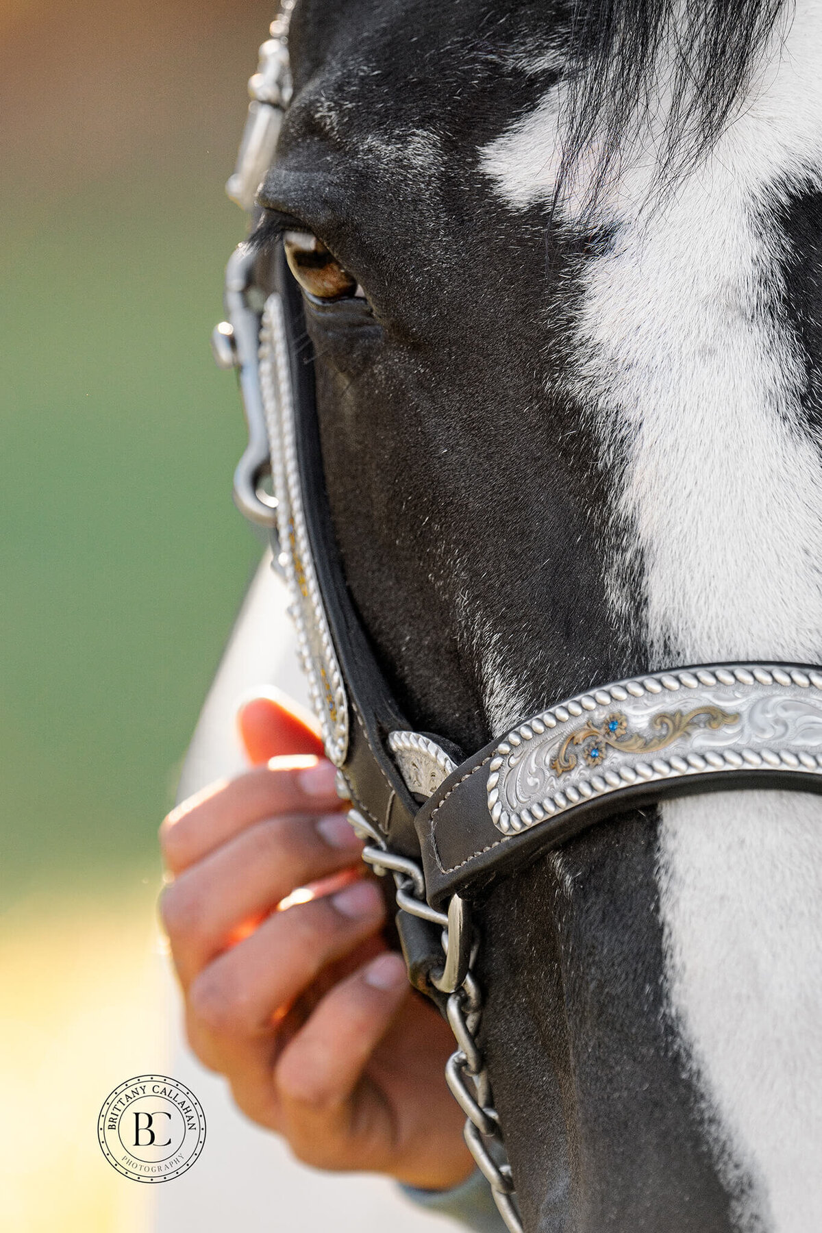 Southern-illinois-horse-photographer-#46