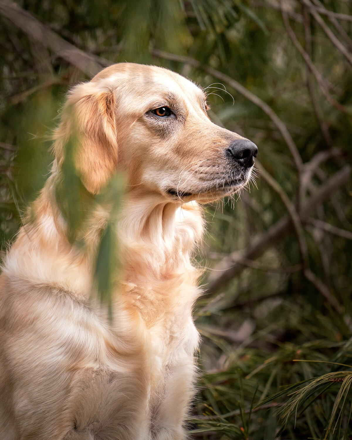 Golden Retriever dog sitting nestled in fallen branches and leaves of a pine tree. 