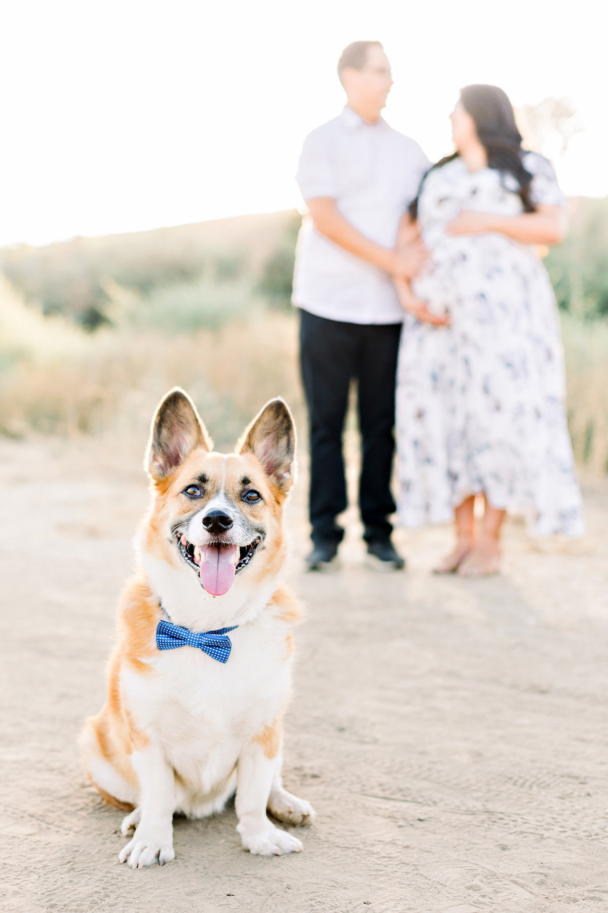 Corgi in a bow tie as a big brother