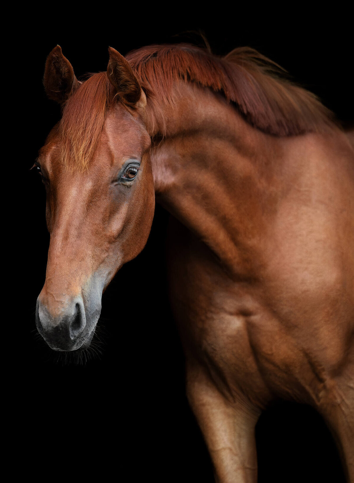 Chestnut warmblood stallion arching neck towards the camera  photographed against a black background.
