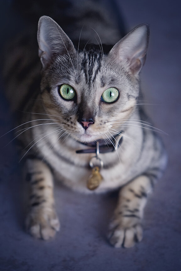 Bengal-Cat-StunningSteedsPhoto-LR-4437