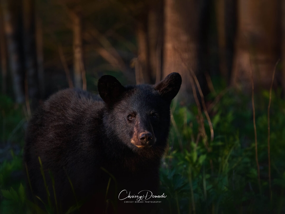 2022.04-Nature-TN-Smoky-Mountains-NP-Bear-With-Me-Chrissy-Donadi-Landscape-Photography