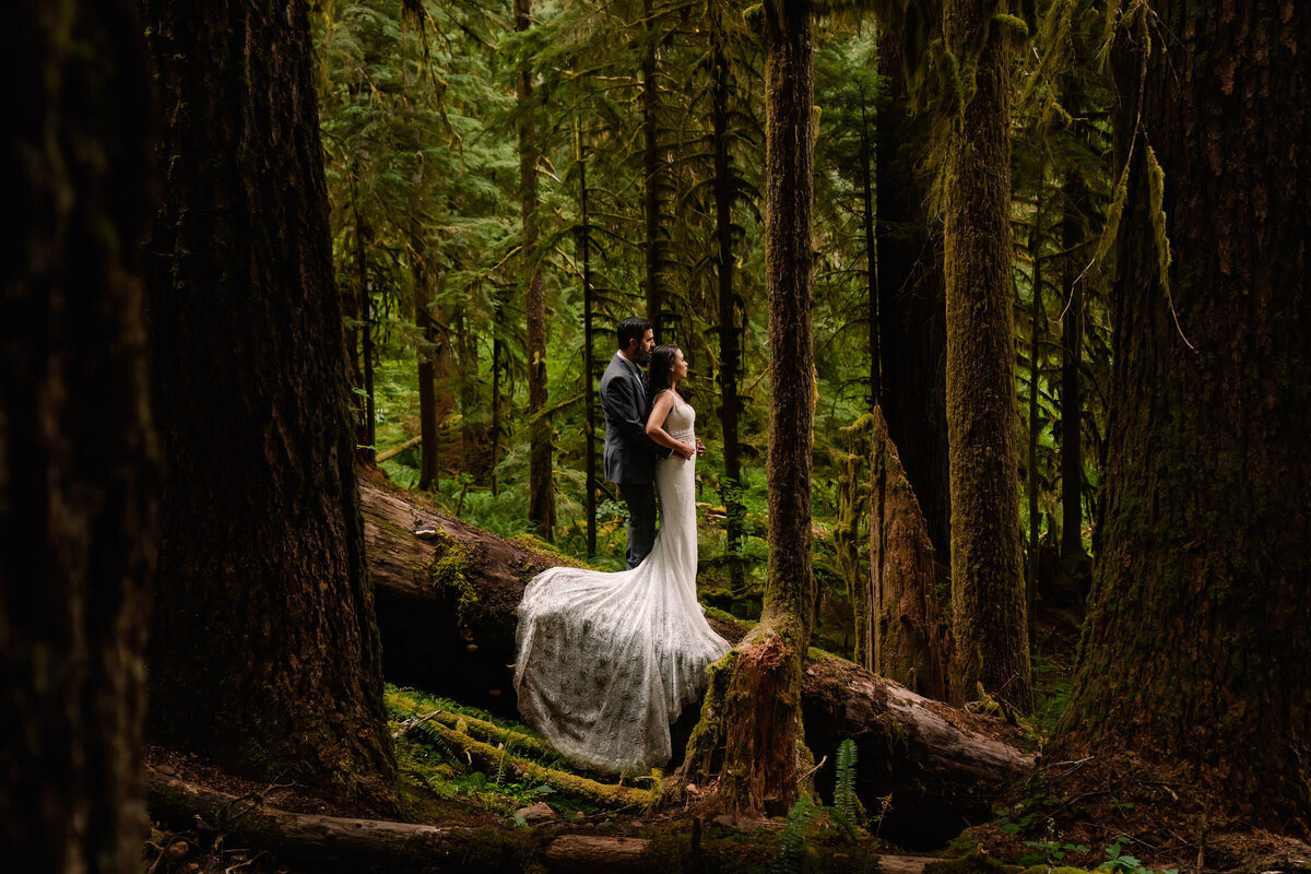 A couple in wedding attire stands on a fallen tree in the middle of a dese, green forest during their Olympic National Park Elopement