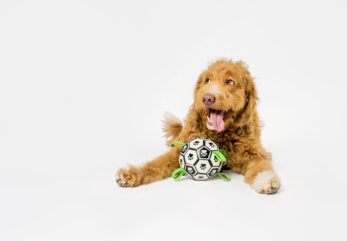 Capture the joy of a playful dog photoshoot in Vancouver with Pets through the Lens Photography. This delightful image features a happy, curly-coated dog playing with a toy, set against a clean white backdrop. Our professional pet photography studio specializes in high-quality, fun, and engaging pet portraits that highlight the unique personality and spirit of your furry friends. Choose Pets through the Lens Photography for an unforgettable pet photography experience in Vancouver.