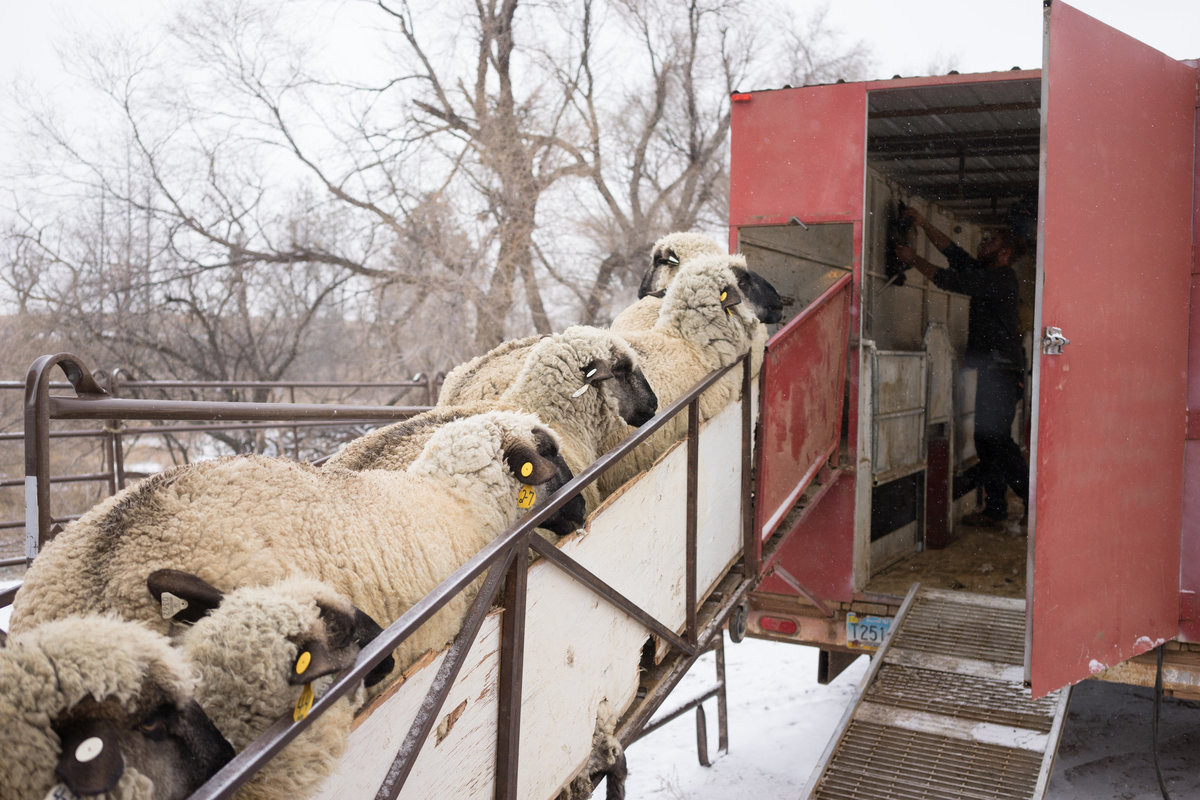 Sheep Shearing in Hettinger, North Dakota