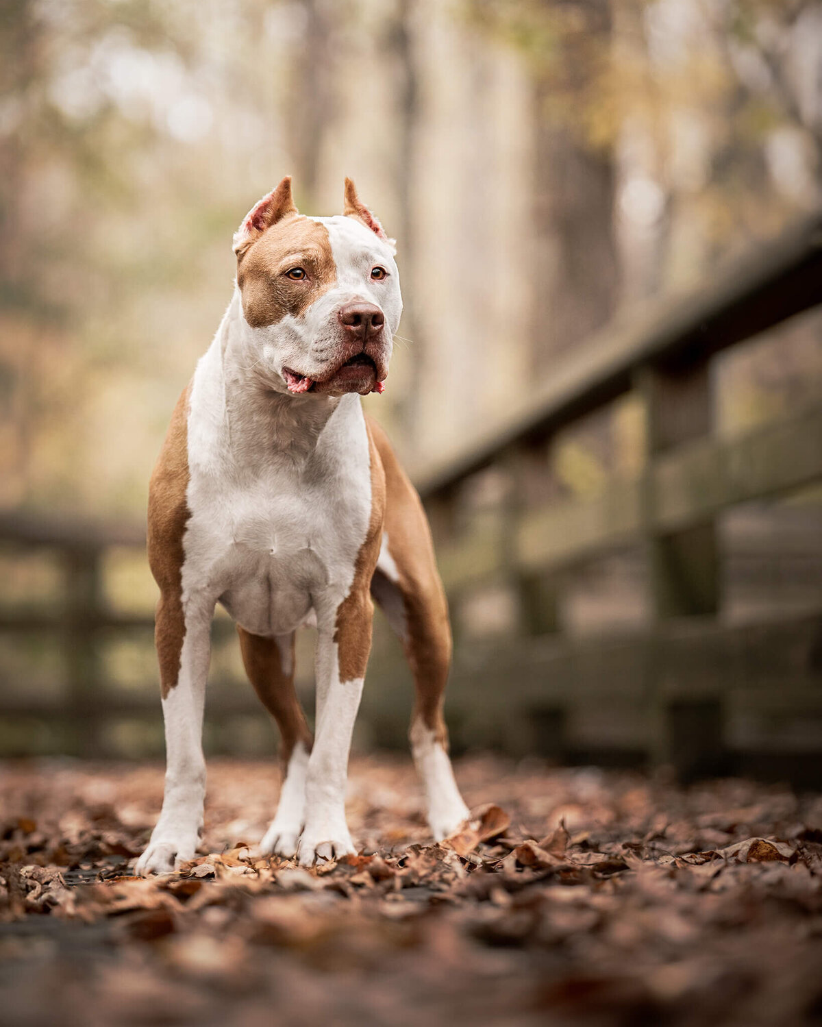 American Pit Bull Dog standing on a boardwalk covered in leaves looking past the camera.