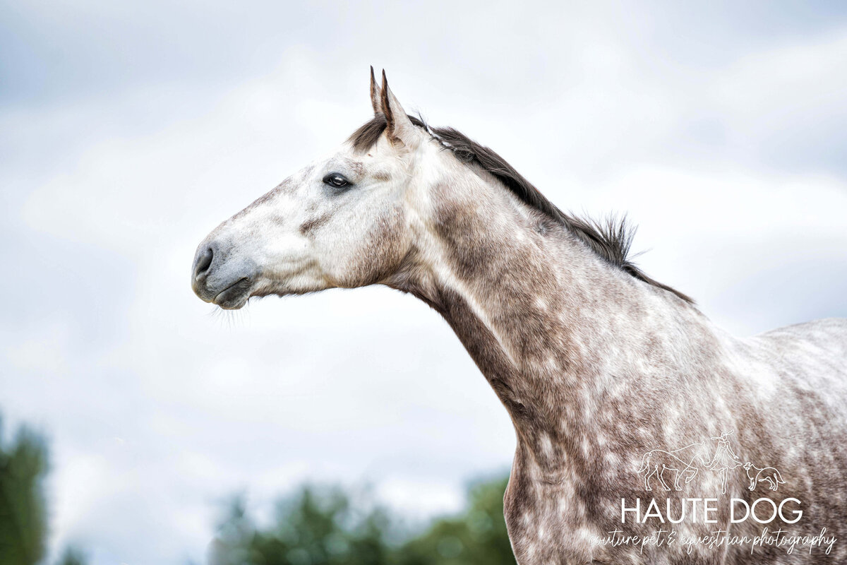 Close-up of a dapple gray Thoroughbred horse stands proudly looking to the side surrounded by clouds.