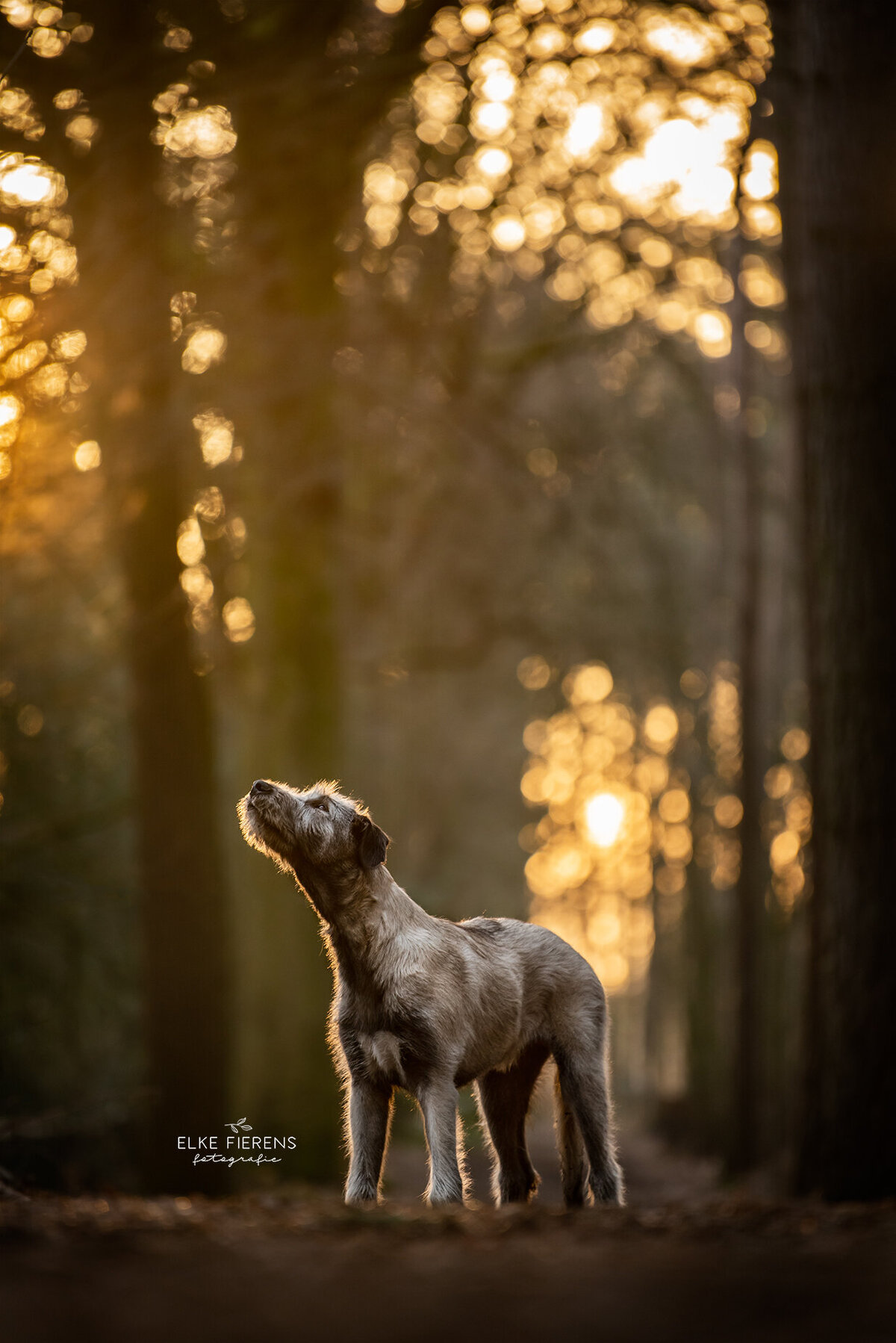 hondenfotograaf- goudenuurtje - ierse wolfshond