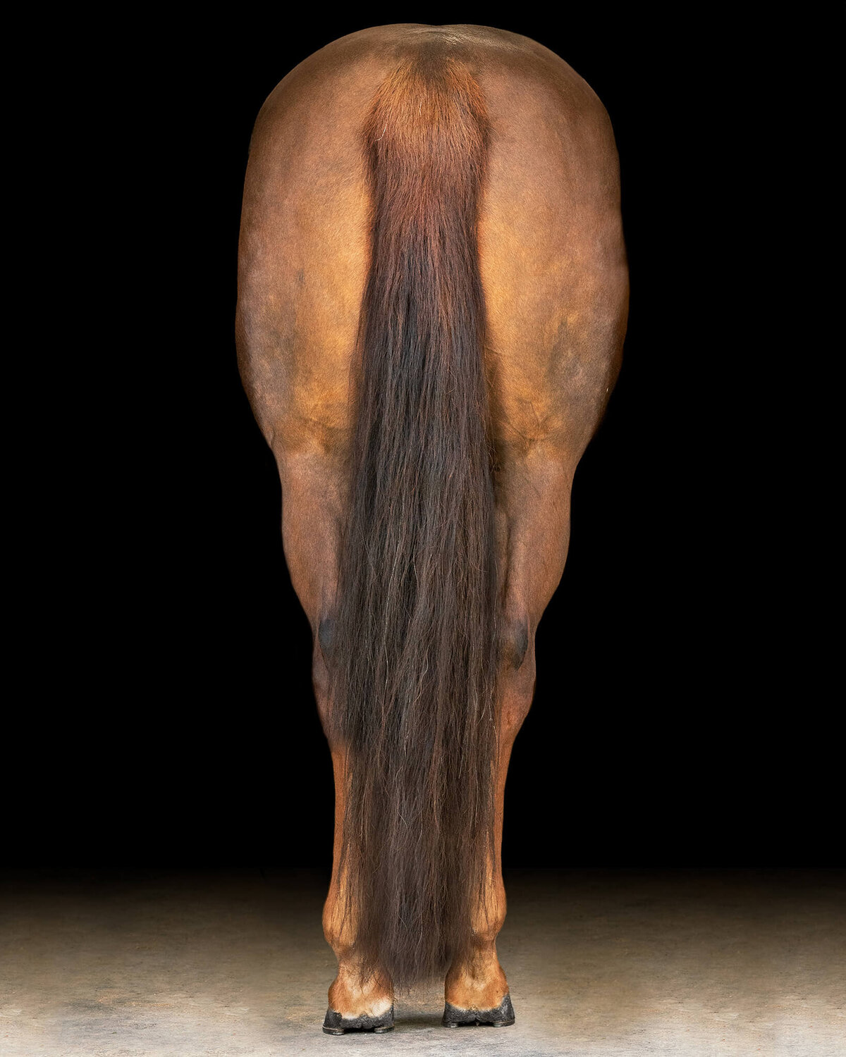 Chestnut Quarter Horse Mare standing with butt towards the camera photographed against a black background.