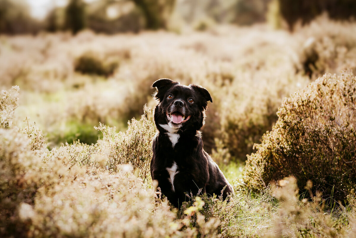 Hondenfotoshoot-14