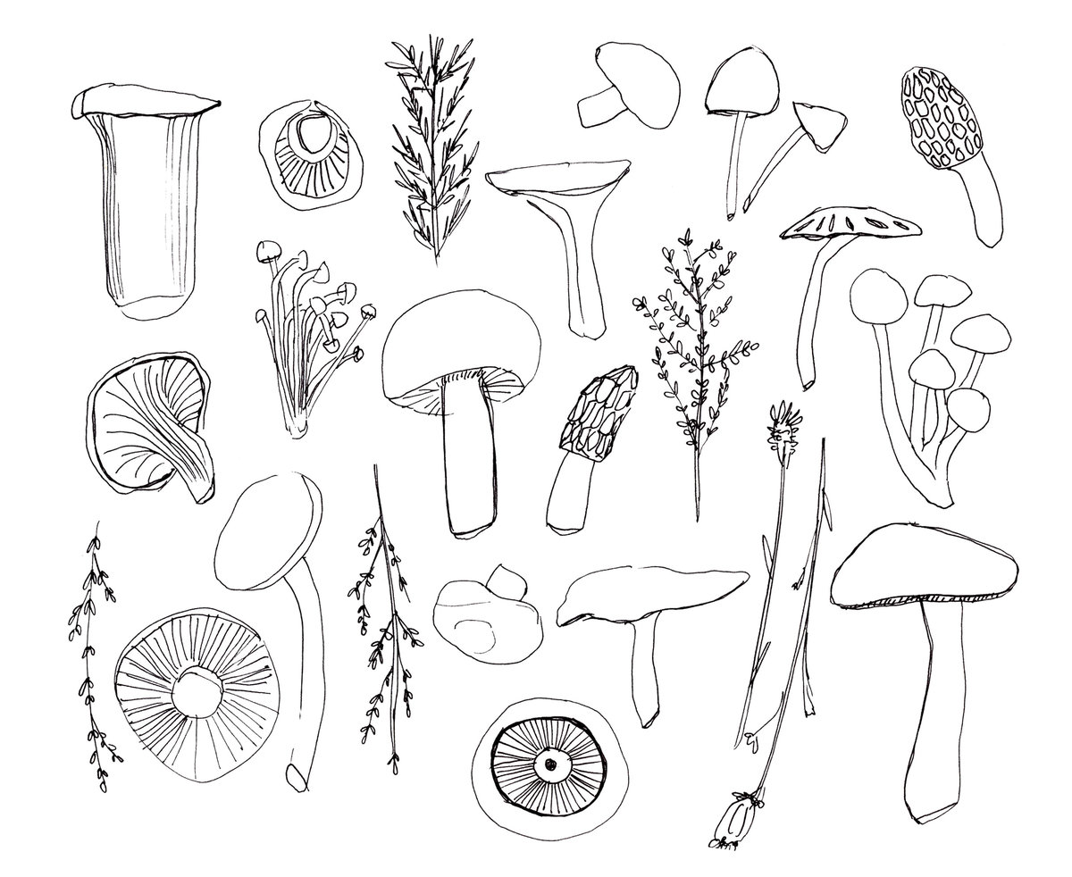 Coloring Book Mushrooms sketch