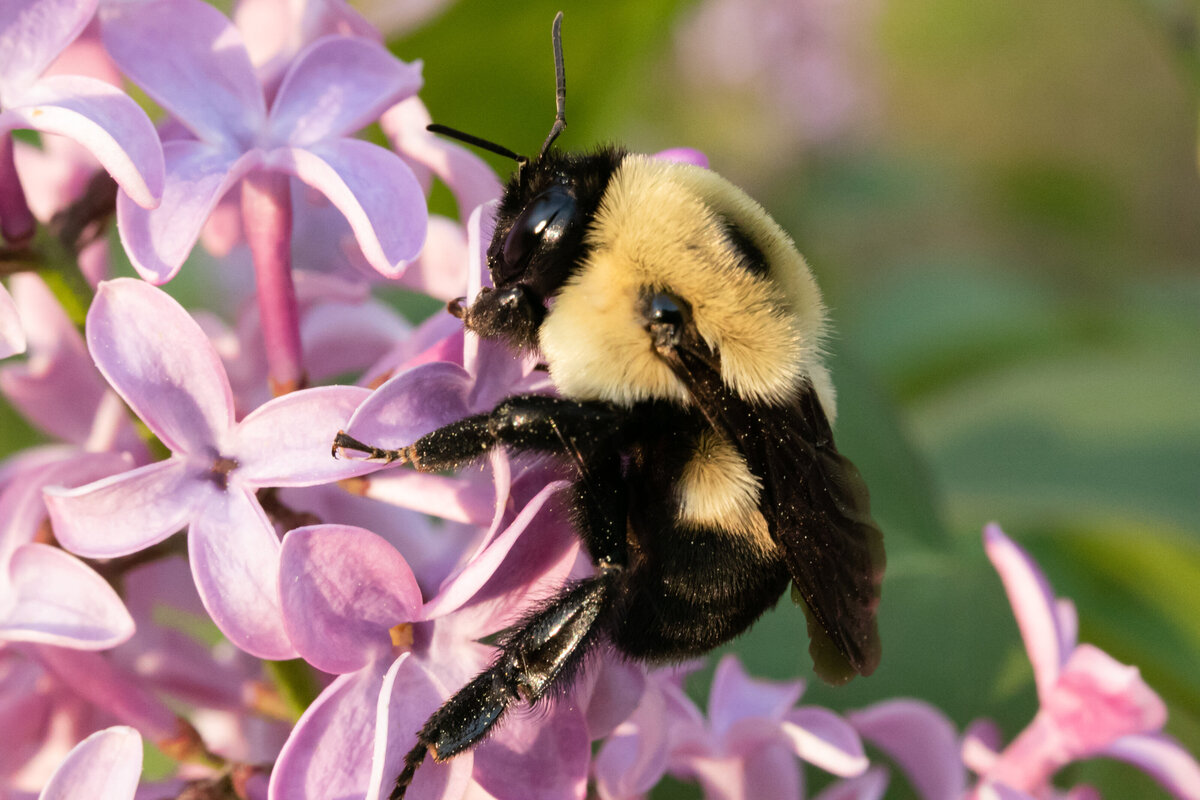 Bumblebee MACRO ©SHP 2021-9553
