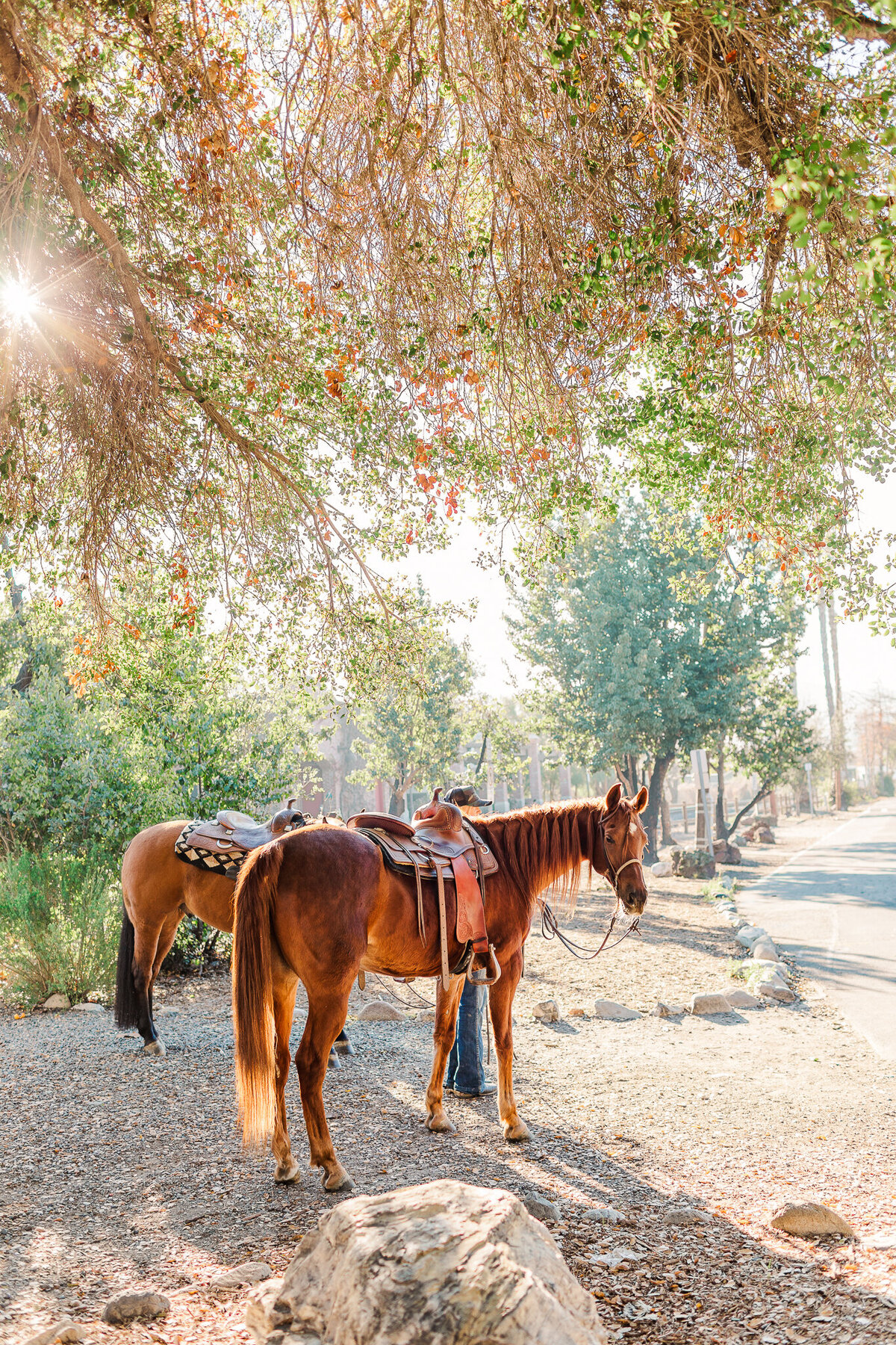 Two brindle horses wait for the other riding along a dirt road in the Los Rios Historic District in San Juan Capistrano, California in the early morning.
